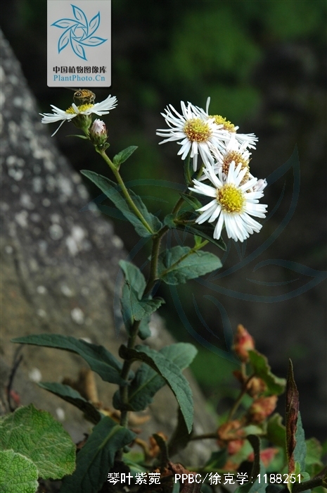 岗边菊