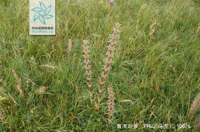  p>青海刺参(学名:morina kokonorica hao) a href="#" data-lemmaid=