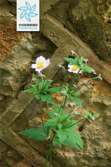  p>大火草,学名:anemone tomentosa (maxim.
