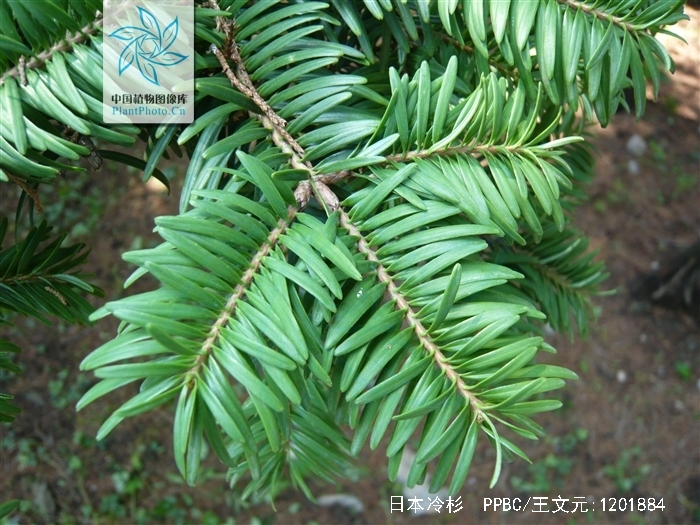  p>日本冷杉(学名: i> i>abies firma  /i> /i>sieb. et zucc.