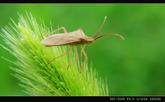 一年发生5代,主要种类有绿盲蝽蟓,三点盲蝽蟓,苜蓿盲蝽蟓等.
