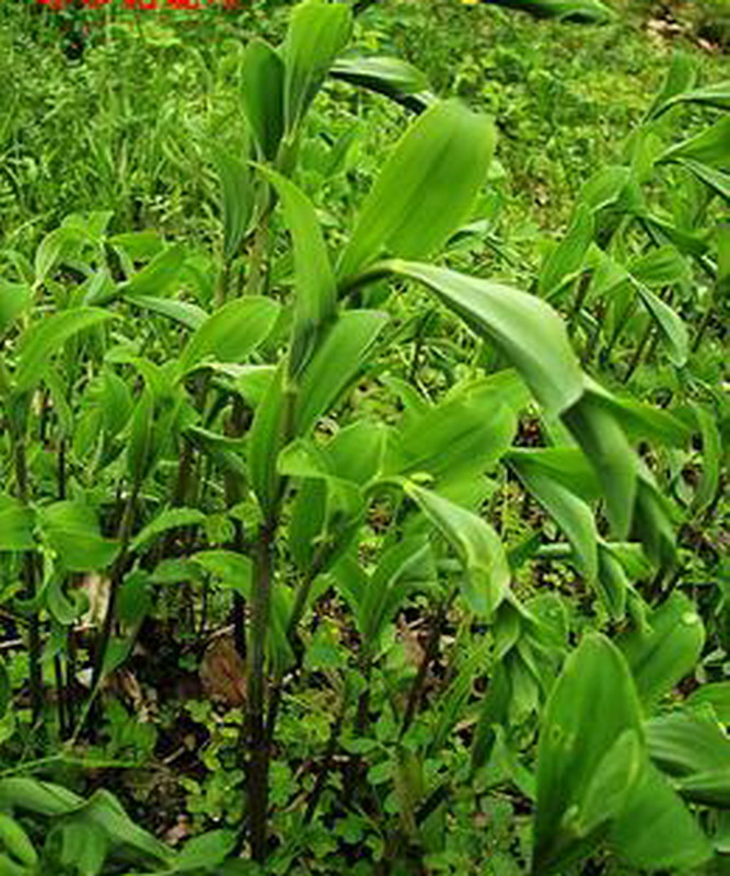  p>多花黄精(学名: i>polygonatum cyrtonema  /i>hua)是百合科黄精属