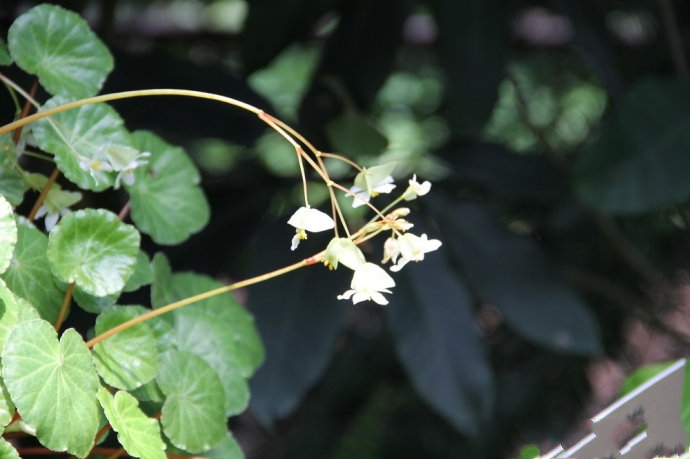 shui)是秋海棠科,秋海棠属多年生 a target="_blank" href="/item