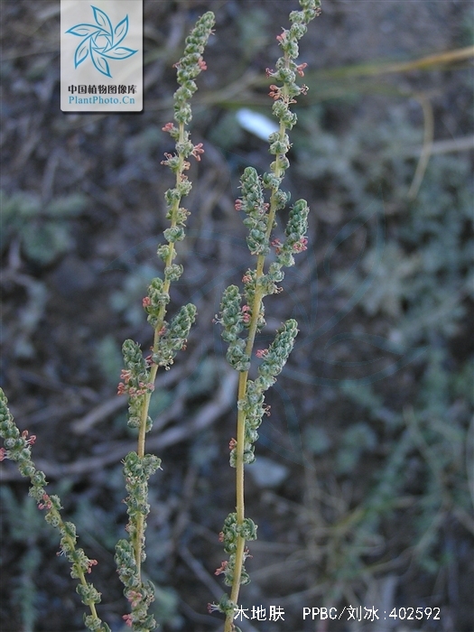  p>木地肤(学名: i>kochia prostrata /i> (l.) schrad.