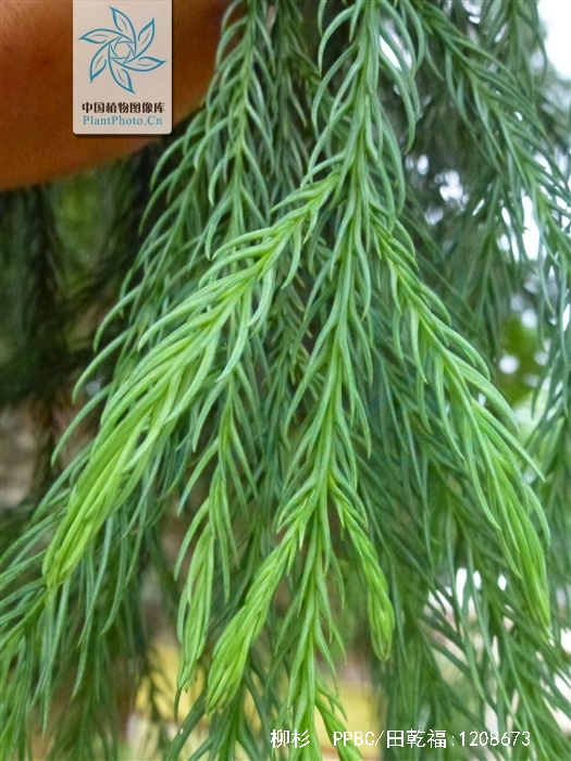  p data-id="tyh2yhdqtcxn">柳杉( i>cryptomeria japonica /i> var.