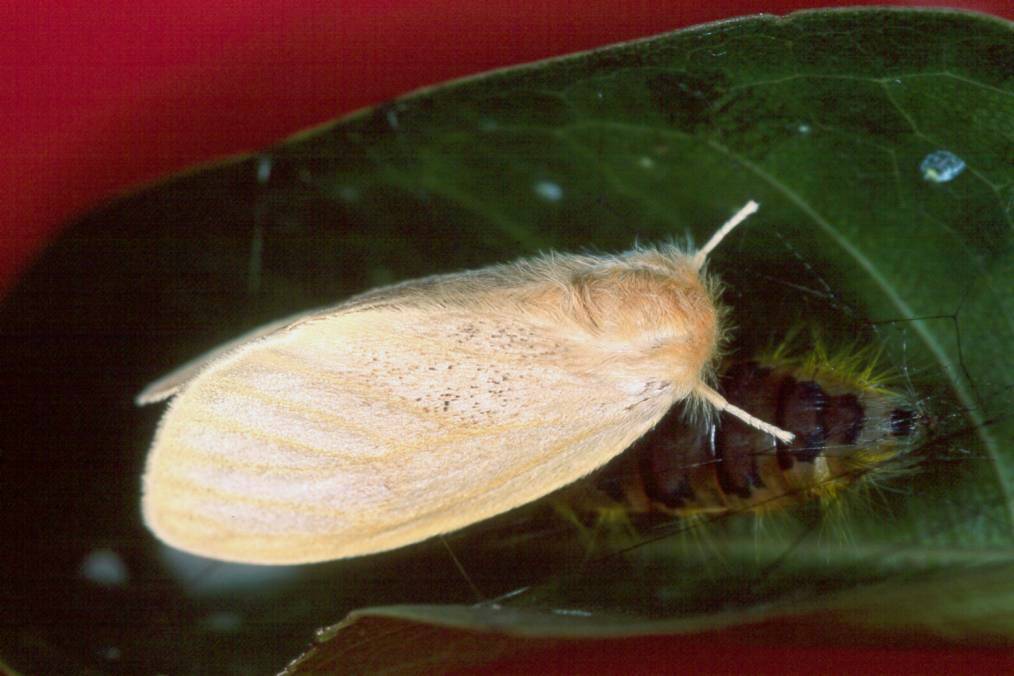  p>榕透翅毒蛾, i>perina nuda  /i>(fabricius,1787),属于 a href="