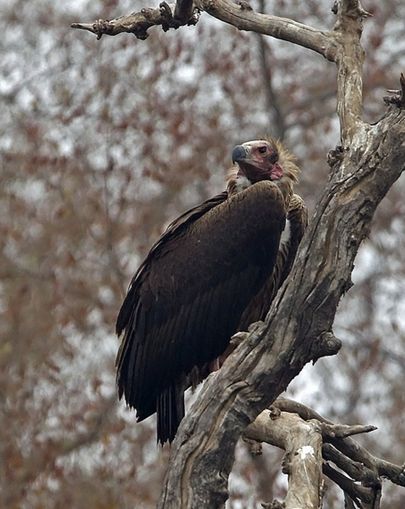  p>黑兀鹫(学名: i>sarcogyps calvus /i>)为 a target="_blank" href