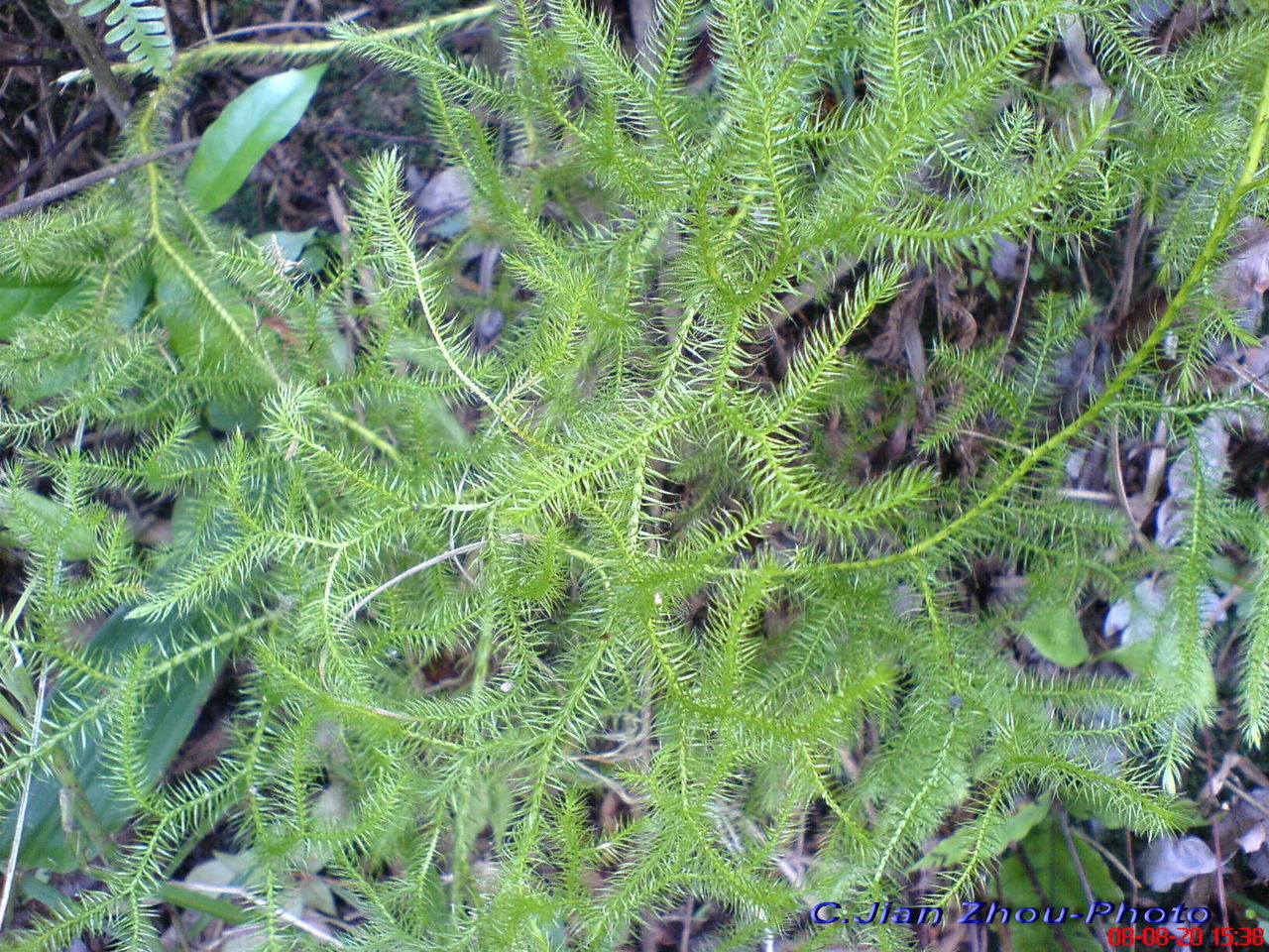  p>伸筋草,又名狮子草,舒筋草.为石松科植物石松的干燥全草.
