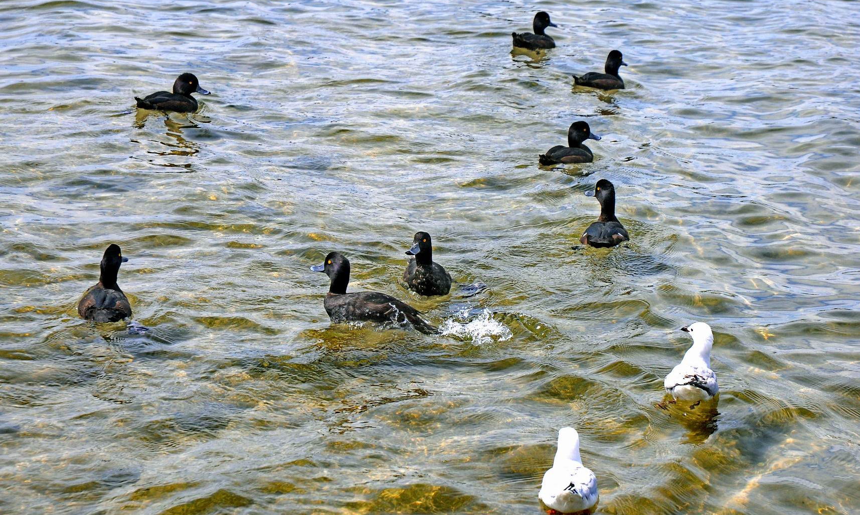 aythya novaeseelandiae