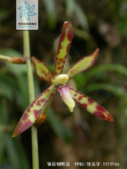  p>窄唇蜘蛛兰(学名: i>arachnis labrosa /i>  (lindl. et paxt.