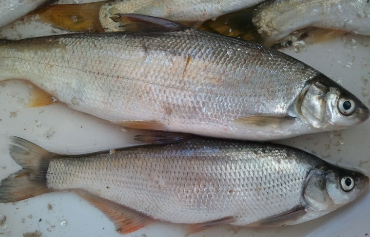  p>白鲫 (carassius auratus cuvieri temminck et