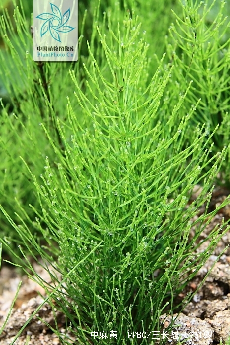  p>中麻黄(学名: i>ephedra intermedia /i> schrenk ex mey.