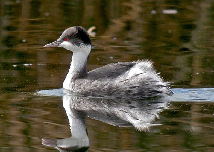  p>秘鲁鸊鷉(学名: i>podiceps taczanowskii /i>):是鸟纲,鸊鷉科的一