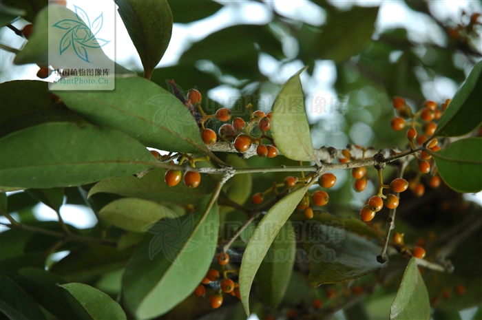 href="#">桑寄生科 /a>, a href="#" data-lemmaid="3428894">鞘花属 