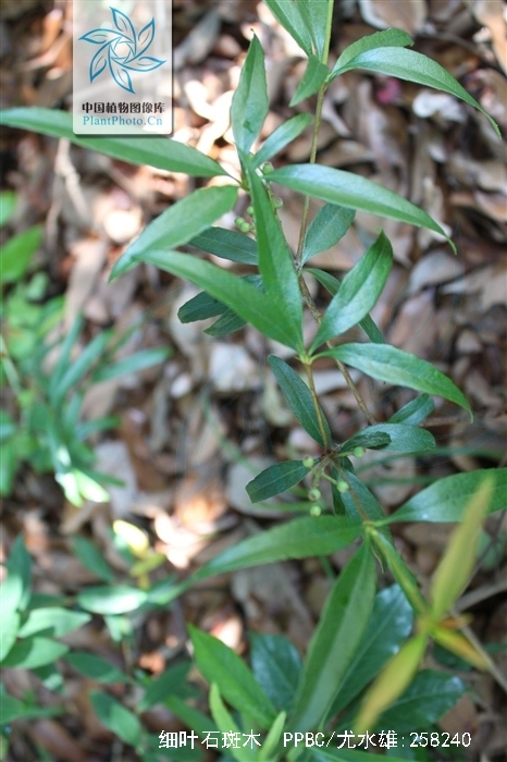  p>细叶石斑木(学名:rhaphiolepis lanceolata hu),是 a>蔷薇科 /a>