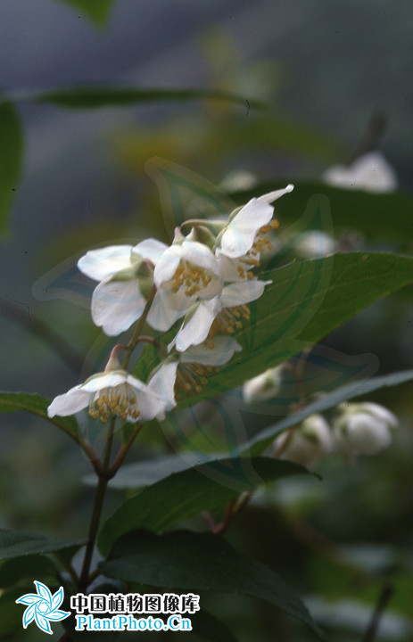 绢毛山梅花(原变种)