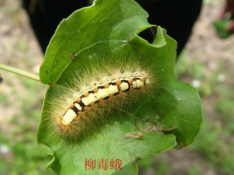 ">鳞翅目 /a>, a href="#" data-lemmaid="6243720">毒蛾科 /a>