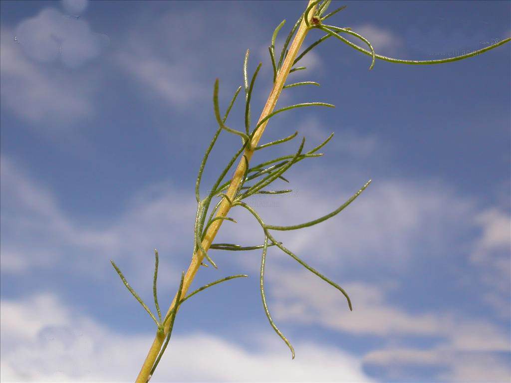  p> b>沙蒿 /b>(学名: i> i>artemisia desertorum /i>  /i>spreng.