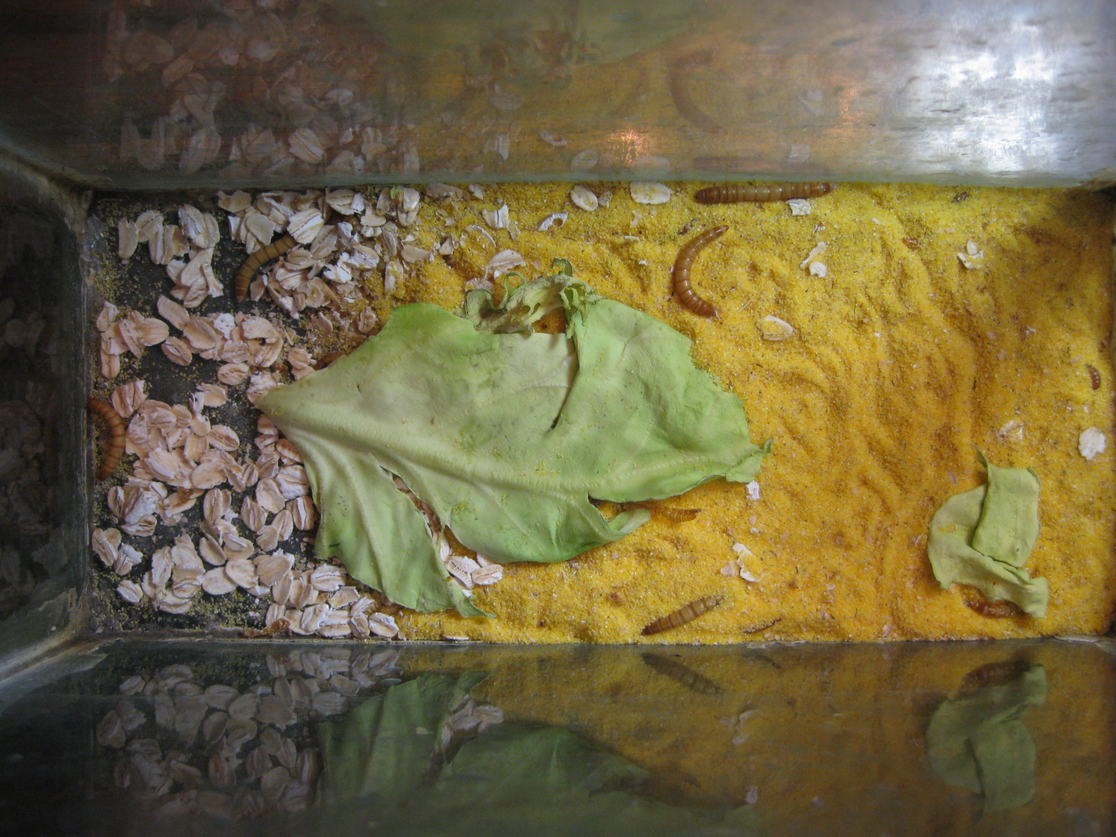  p>黄粉虫俗名面包虫,为鞘翅目拟步行科粉甲属的昆虫.