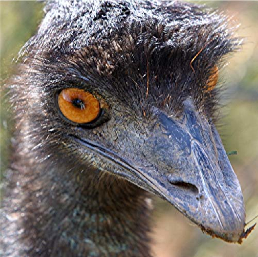  p>鸸鹋科(dromaiidae)在 a href="#" data-lemmaid="414417">动物