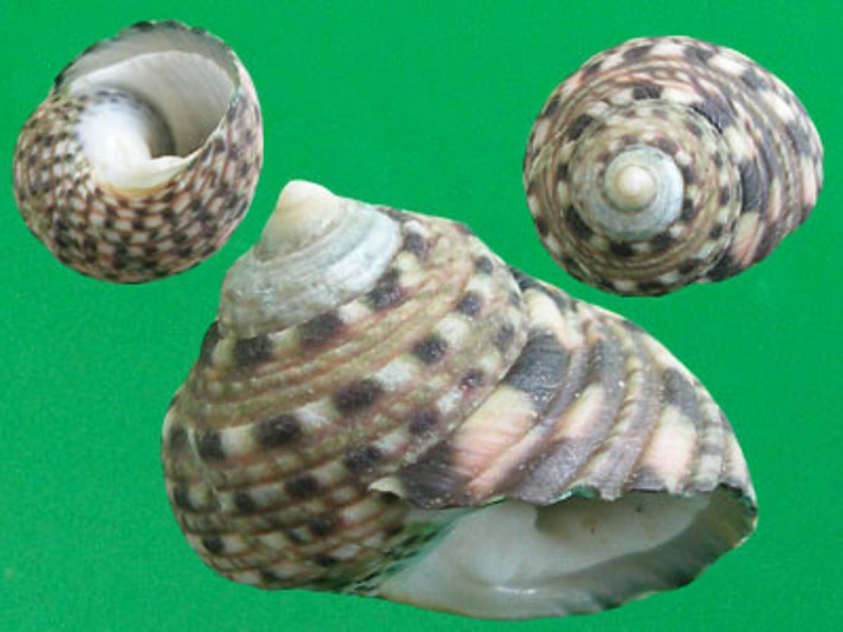  p>钟螺科(学名:trochidae)也称 a href="#" data-lemmaid="3024377">