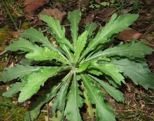  p>苏门白酒草(学名: i>conyza sumatrensis /i> (retz.