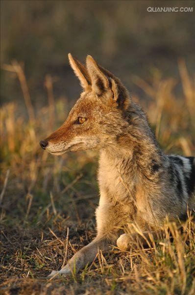  p>黑背胡狼(学名: i>canis mesomelas /i>):个头较小,长相似狗,行动