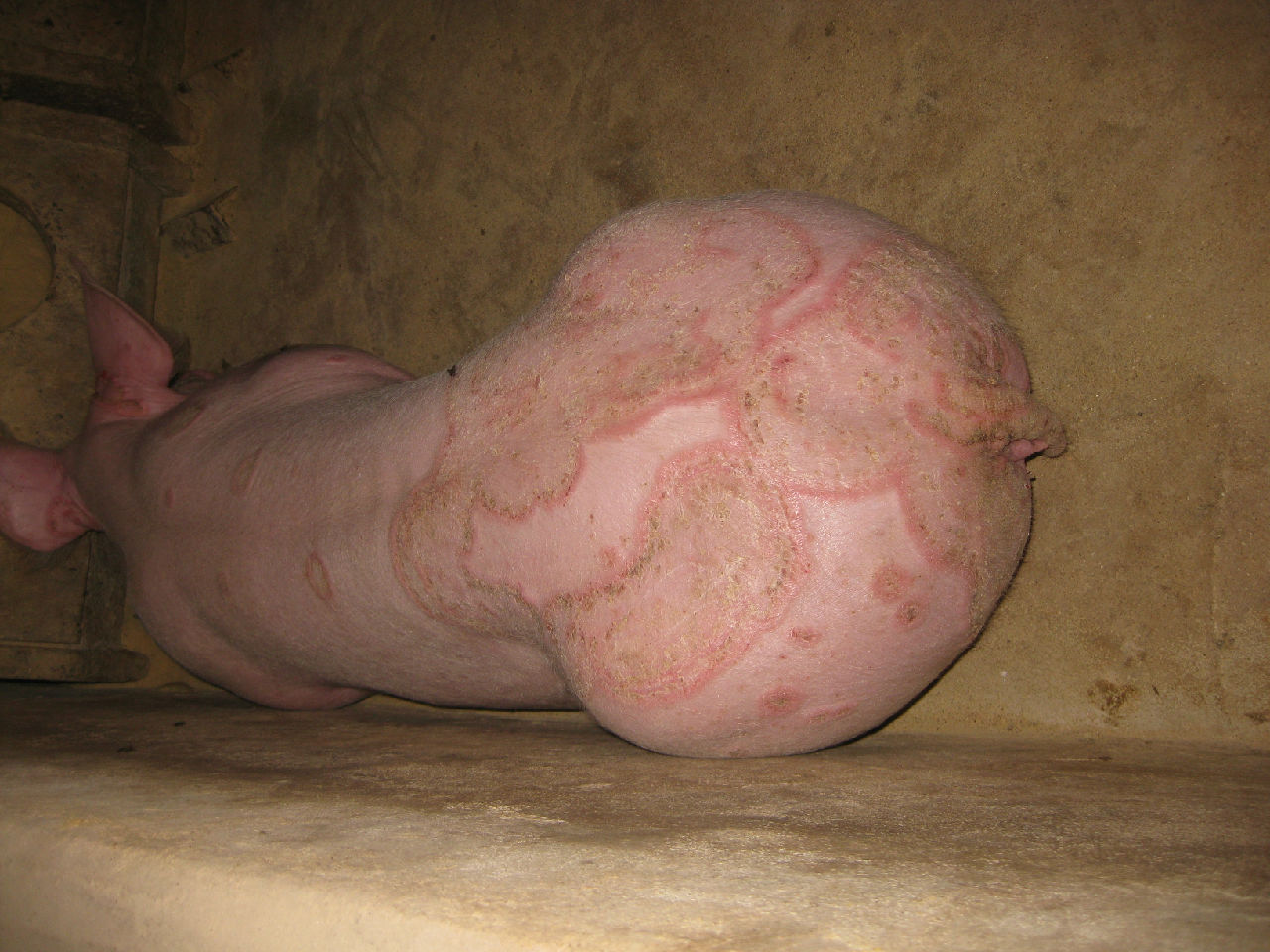  p>猪坏死杆菌病是由坏死梭杆菌引起的各种哺乳动物和禽的一种创伤性