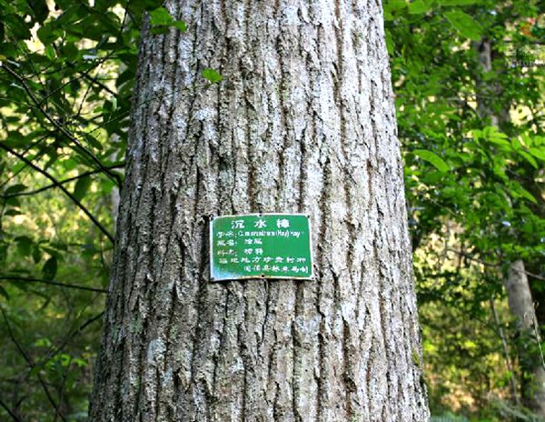  p>沉水樟〔拉丁学名: i>cinnamomum micranthum /i> (hay.