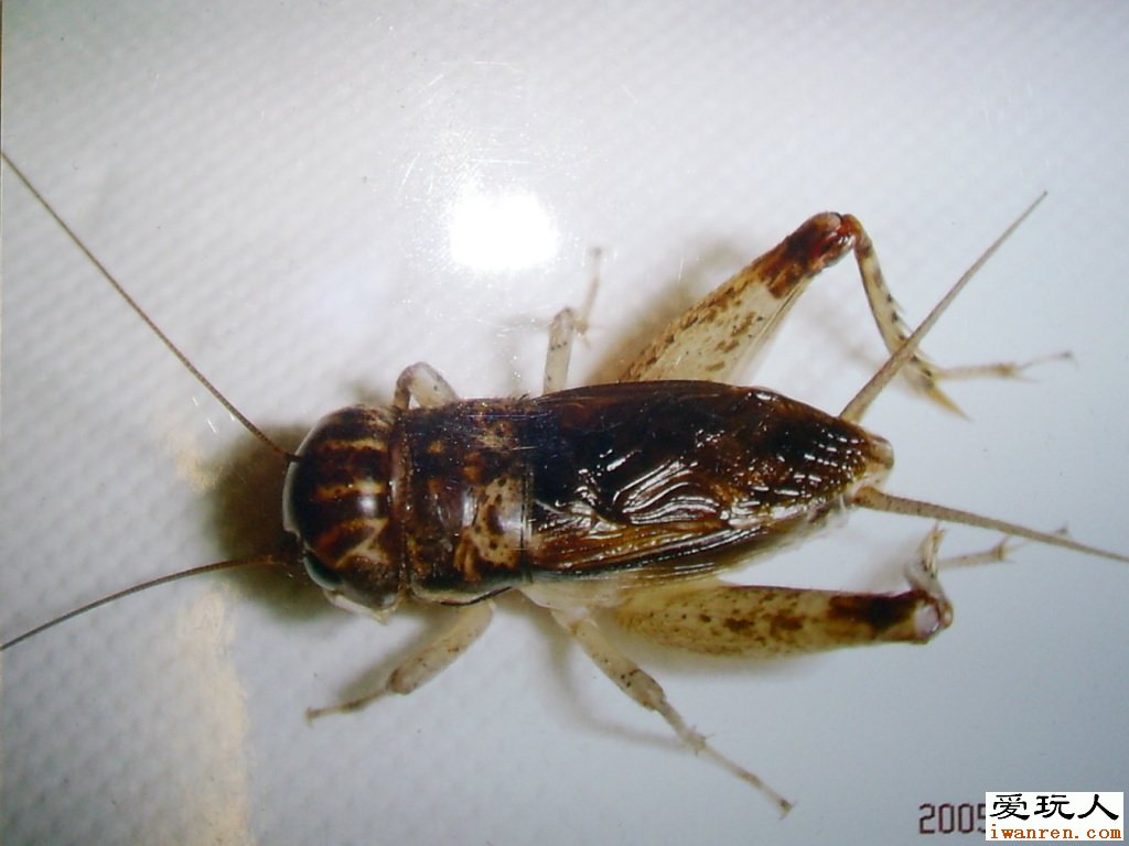  p>蟋蟀(xī shuài)(gryllulus;gryllus) a target="_blank" href="