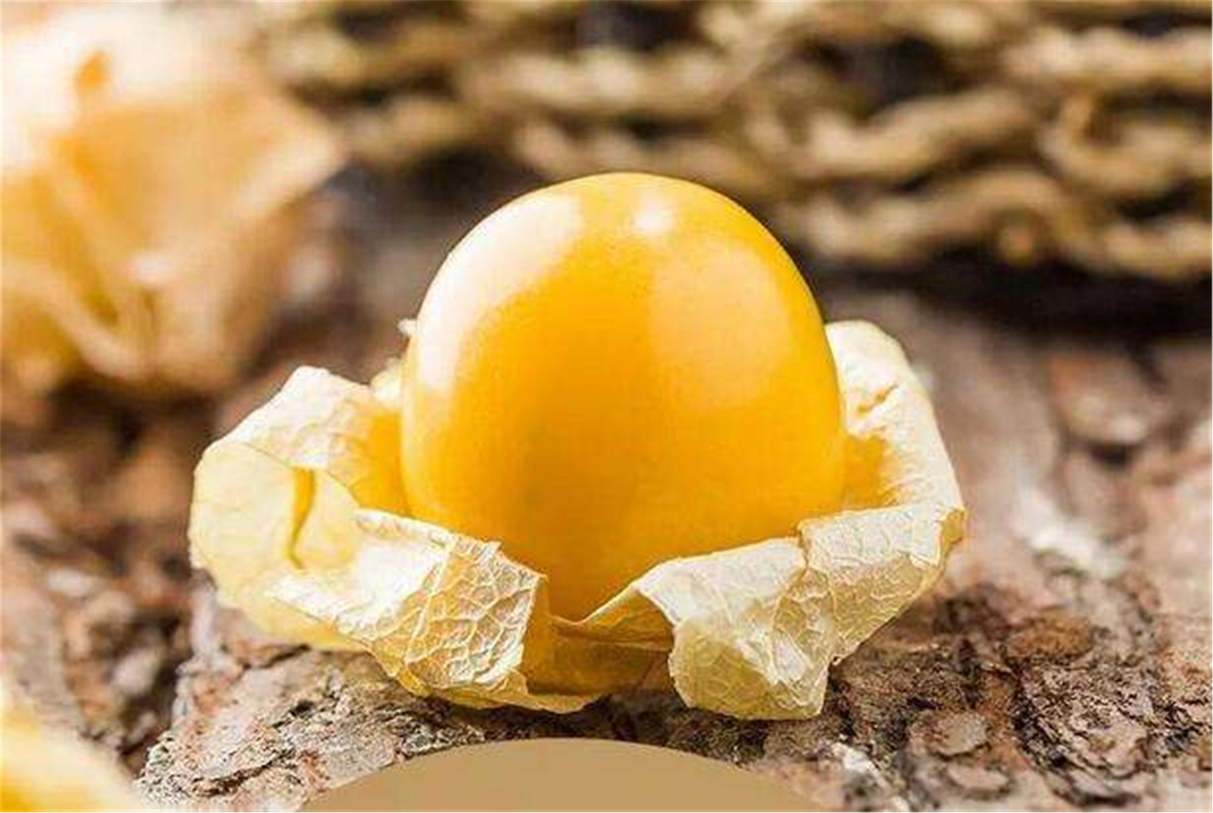 哥伦比亚龙珠果