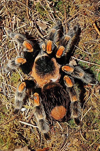 mexican red kneed tarantula