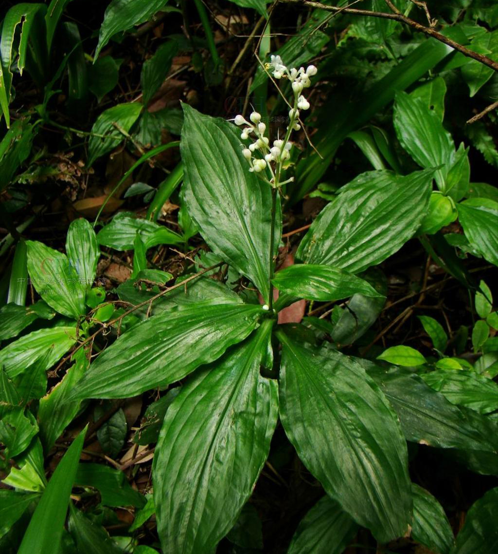  p>川杜若腊叶标本,该标本采集自重庆金佛山国家级自然保护区,采集