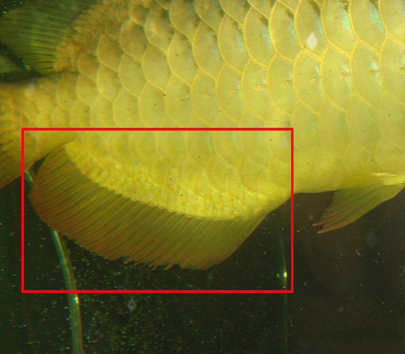  p>臀鳍(anal fin),位于鱼体的腹部中线,肛门后方.