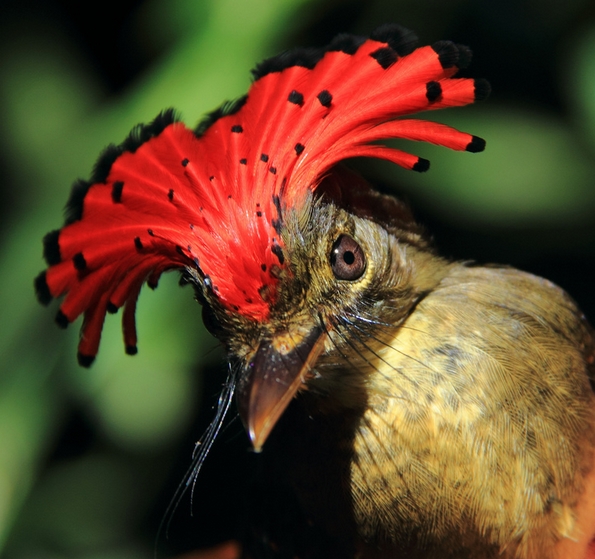  p>皇霸鹟(学名: i>onychorhynchus /i>  sp.