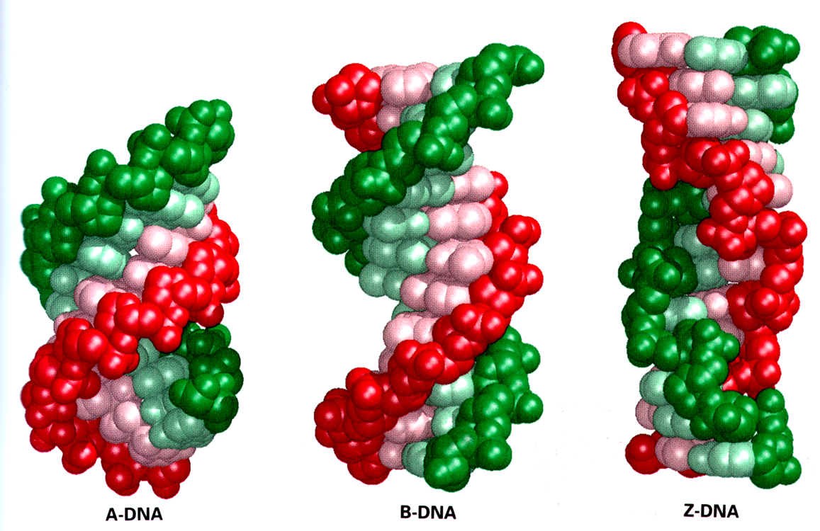  p>1953年,沃森和克里克发现了dna双螺旋的结构,开启了分子生物学时代