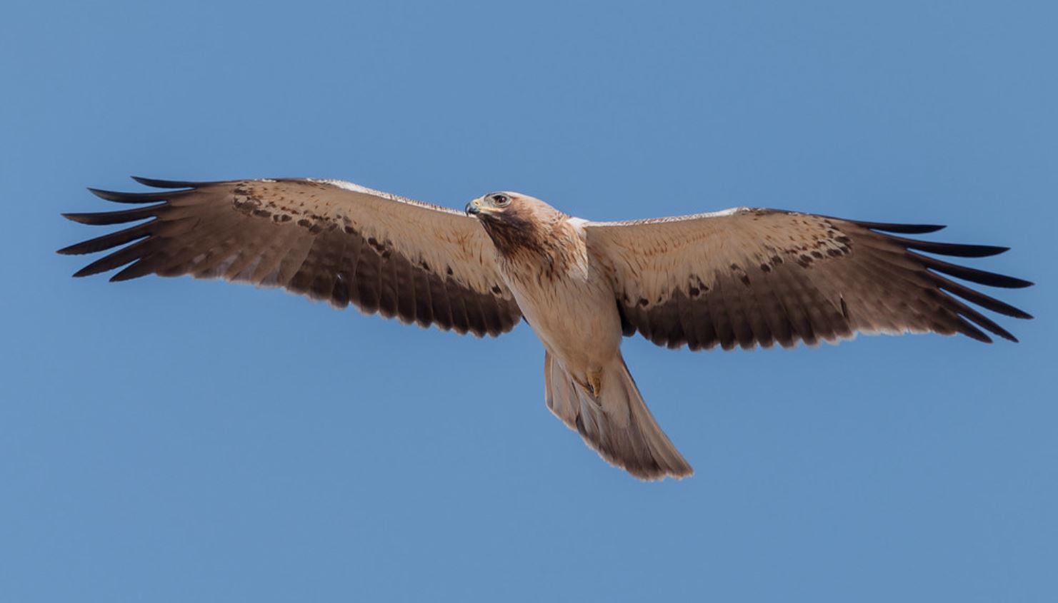  p>靴隼雕(学名: i>hieraaetus pennatus /i>):是鸟纲,鹰科的中型鹰类