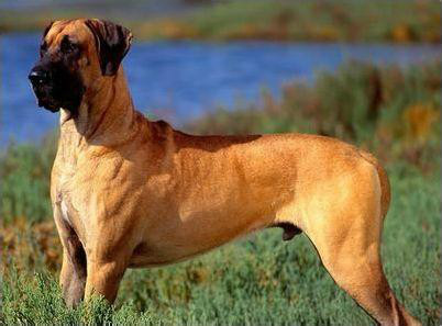  p>大丹犬(great dane)原产于 a href="#" data-lemmaid="147953">