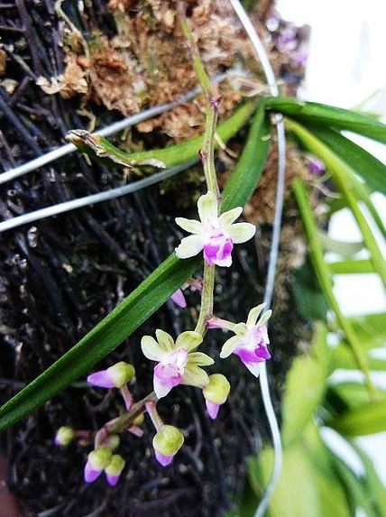  p>大喙兰(学名: i>sarcoglyphis smithianus /i>  (kerr) seidenf.