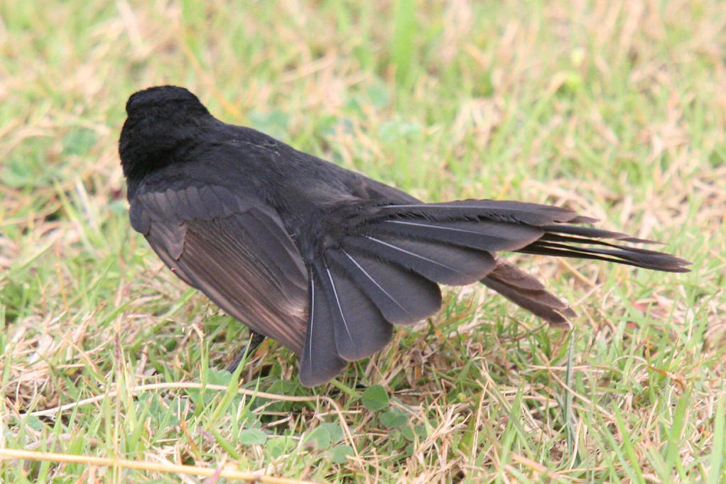 原产于南亚到新西兰的森林空旷地,河岸和海滩,有几种变成驯养的花园鸟