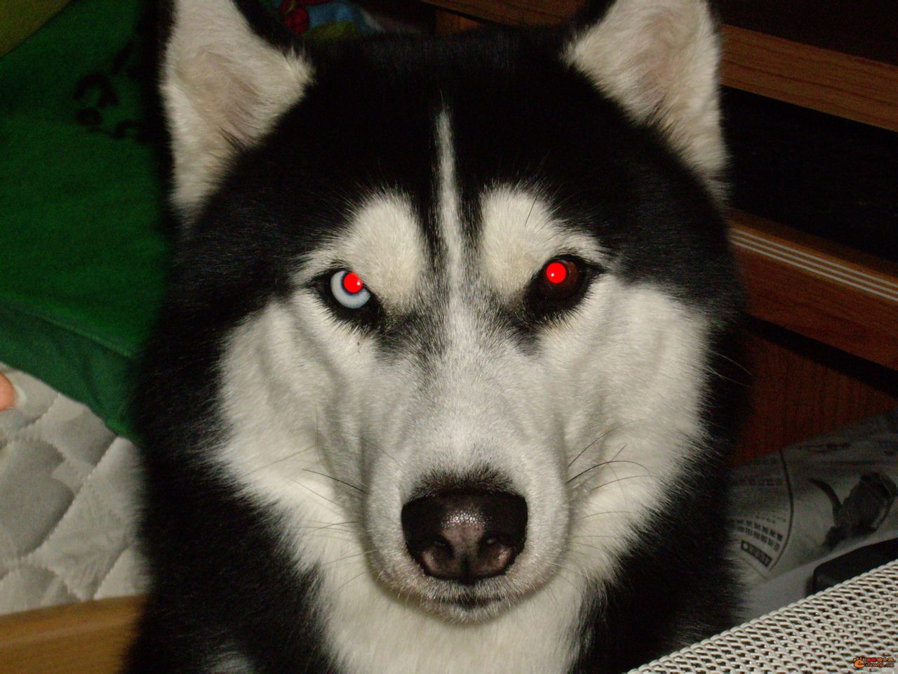  p>阿拉斯加雪橇犬也叫 a href="#" data-lemmaid="8206086">阿拉斯加