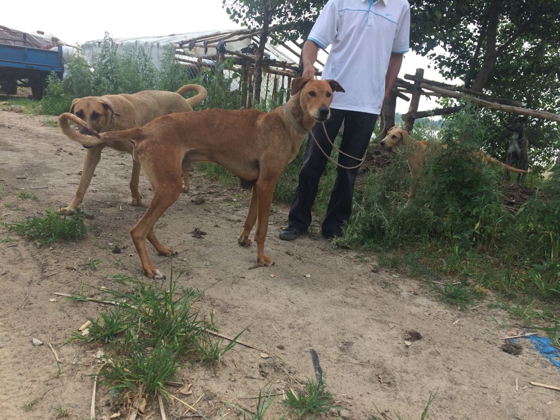  p>蒙古细犬(契丹猎犬)体型高大健壮,速度快,嗅觉灵敏,搏斗能力强大