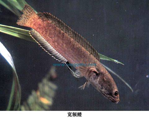 鳢属_百度百科