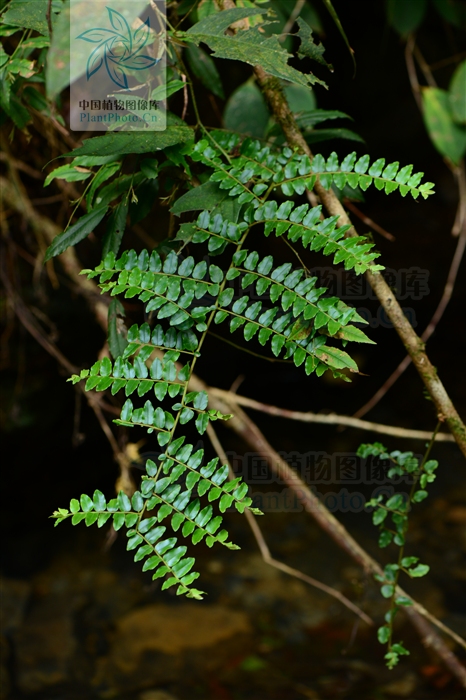  p>艳花酸藤子( a href="#" data-lemmaid="8074290">学名 /a>