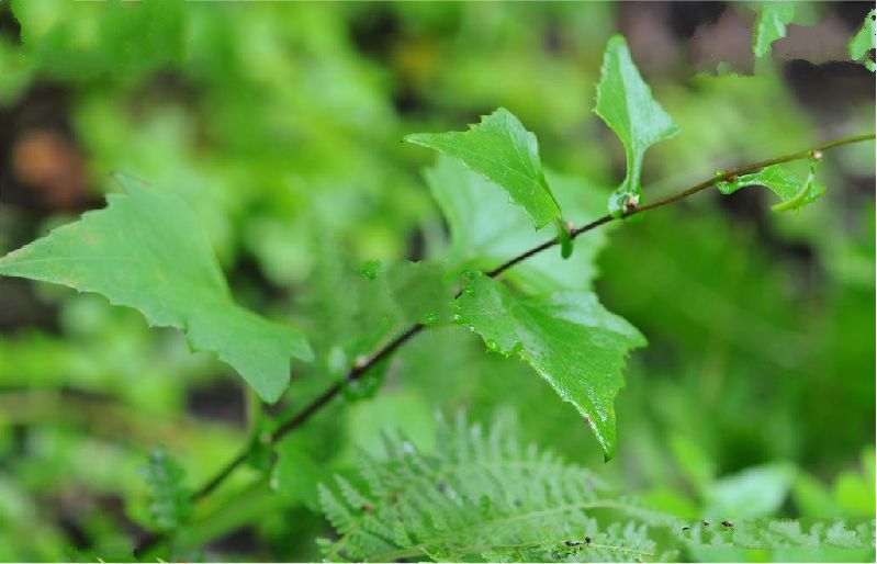  p>蟹甲草(拉丁学名:parasenecio forrestii)为 a data-lemmaid="