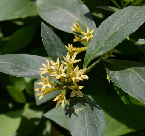 夜来香 一种中药材 百度百科