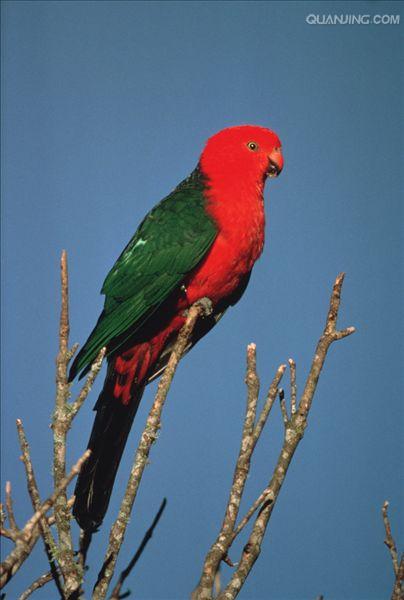  p>澳洲国王鹦鹉(学名: i>alisterus scapularis /i>)是 a href="#">