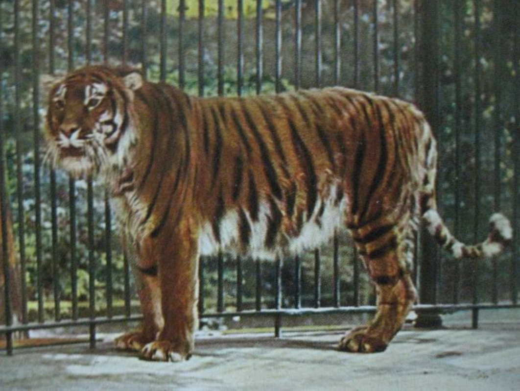  p>里海虎(拉丁学名: i>panthera tigris virgata /i>)是 a target="