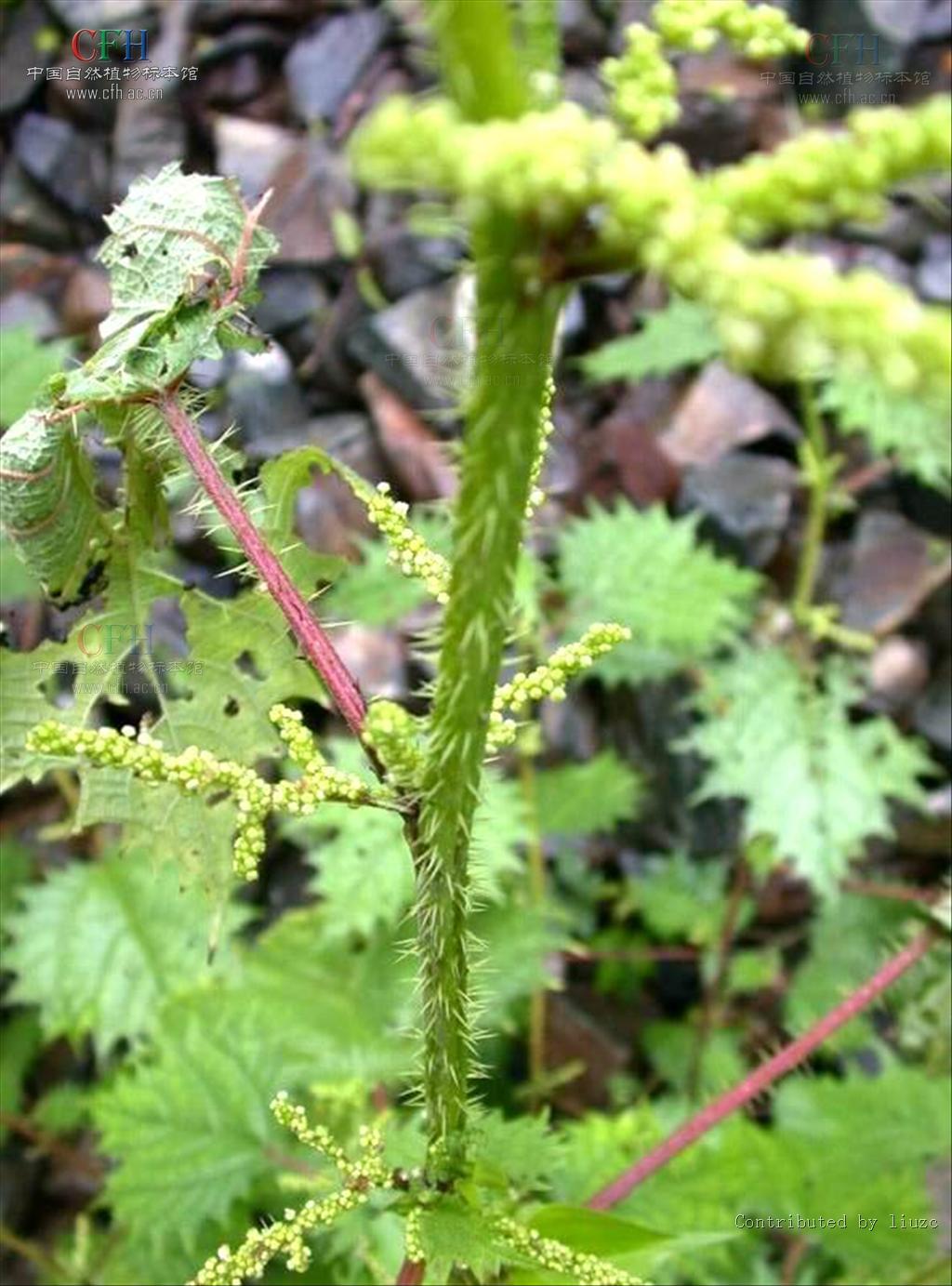 p>浙江蝎子草(学名 i>girardinia chingiana/i)是荨麻科蝎子草属