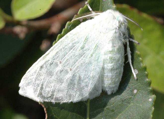 alba  /i>(bremer,1861)是 a href="#">毒蛾科 /a>白毒蛾属的一种昆虫